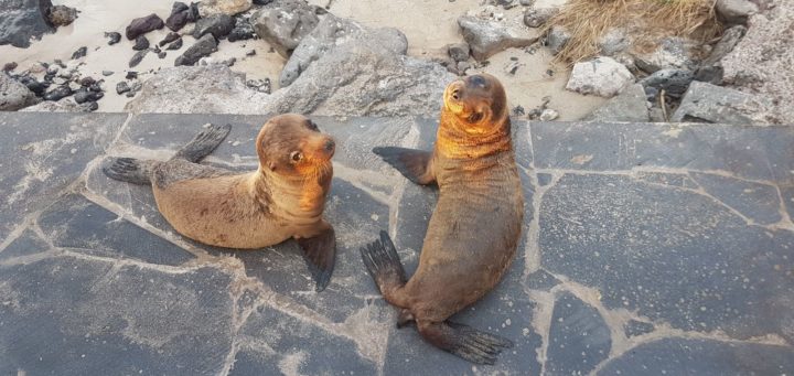 Galapagos Islands, Top Tips and What You Need to Know