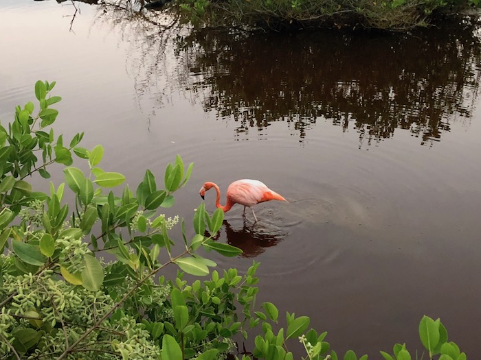 Flamingo on Isabela Island, Galapagos