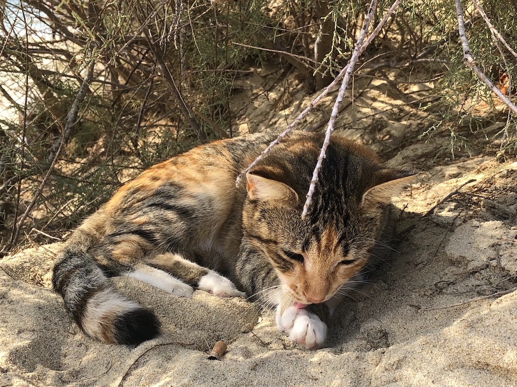 Kitty Cat at Plaka Beach
