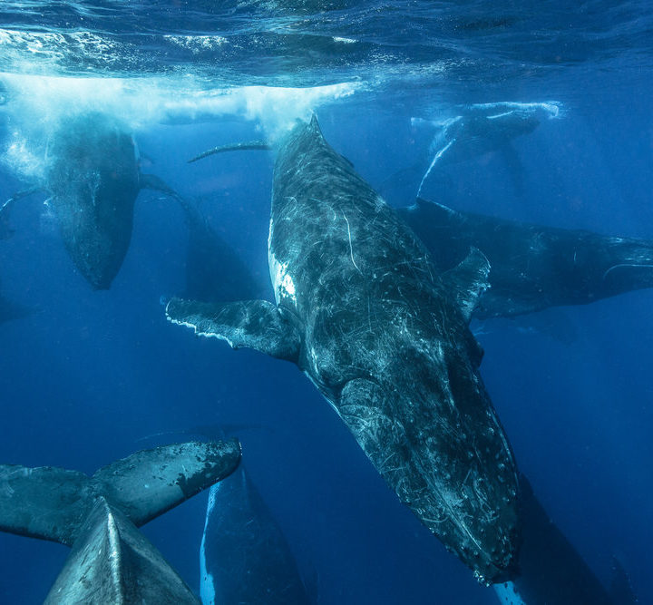 Humpback Whales Underwater