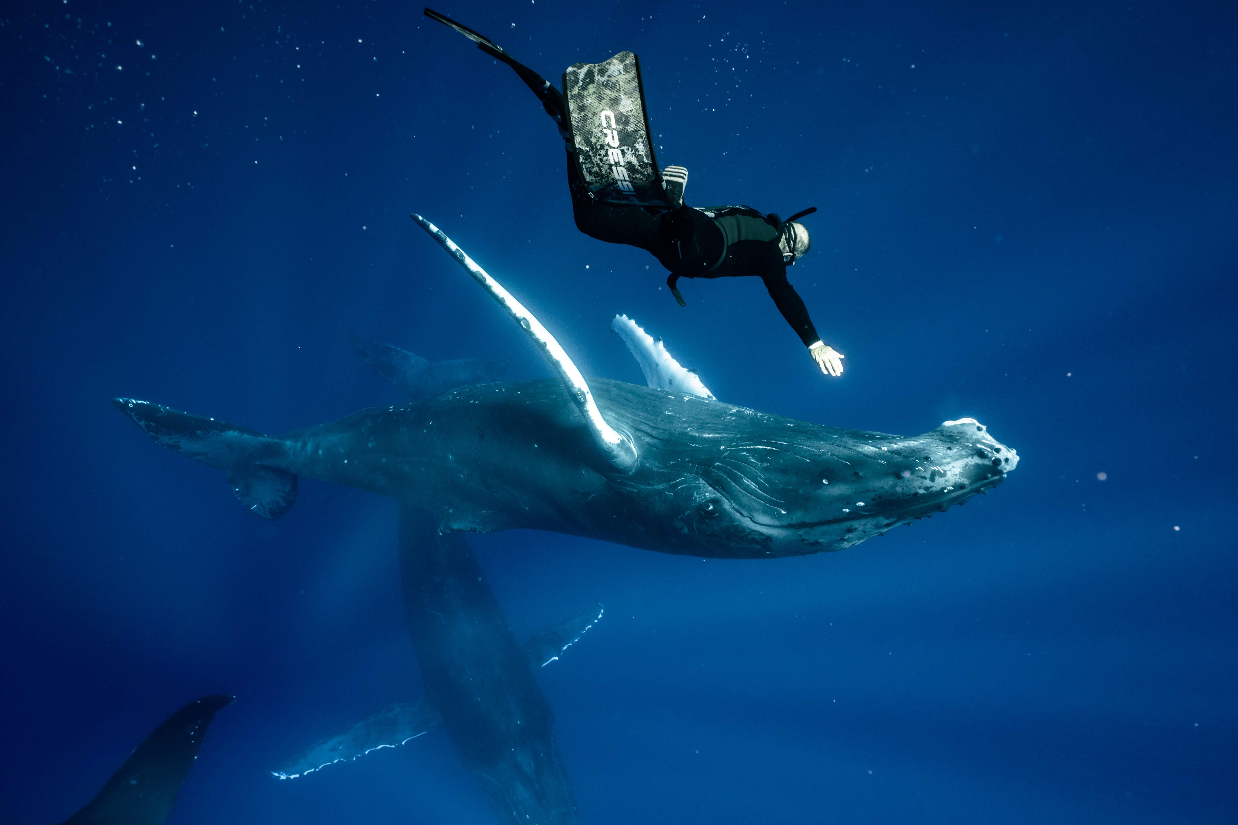 Swimming with Humpback Whales in French Polynesia