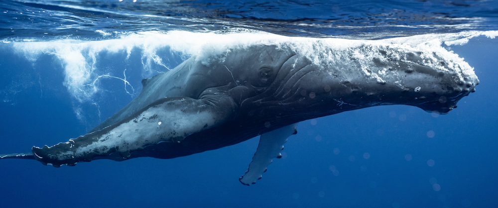 Inertia Network One with Whales Experience